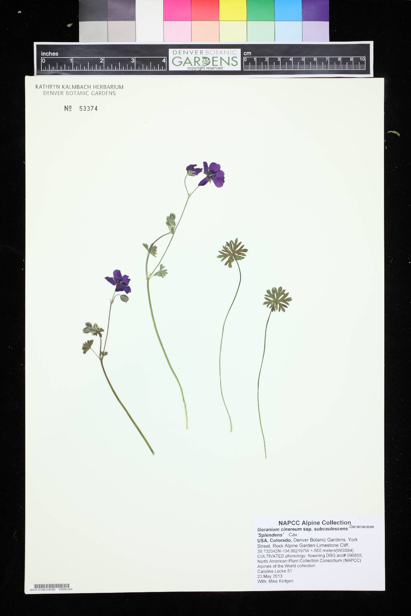 Geranium subcaulescens image