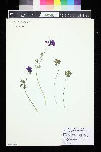 Geranium subcaulescens image