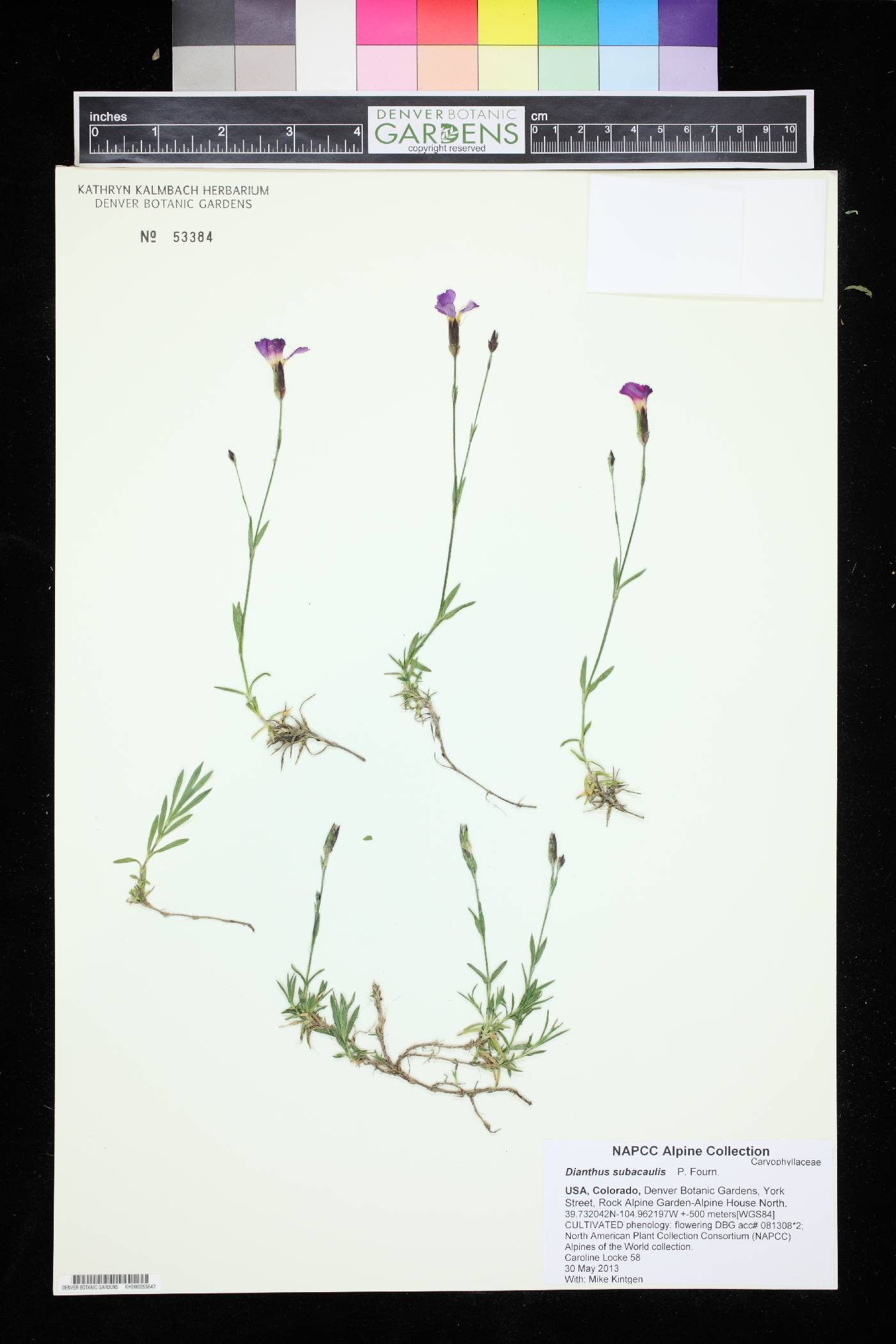 Dianthus subacaulis image