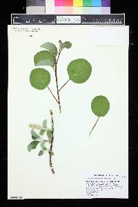 Salix nakamurana image