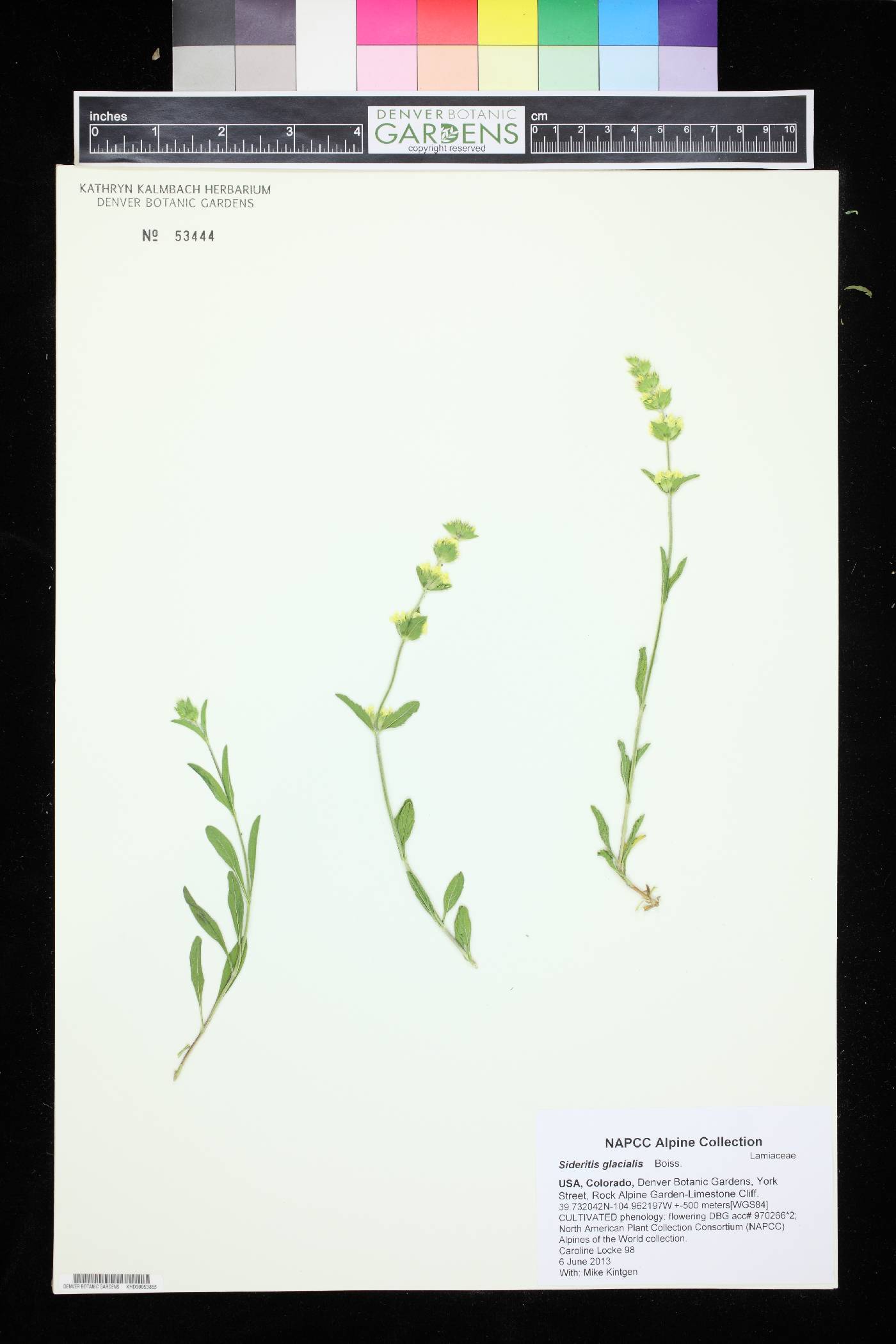 Sideritis glacialis image