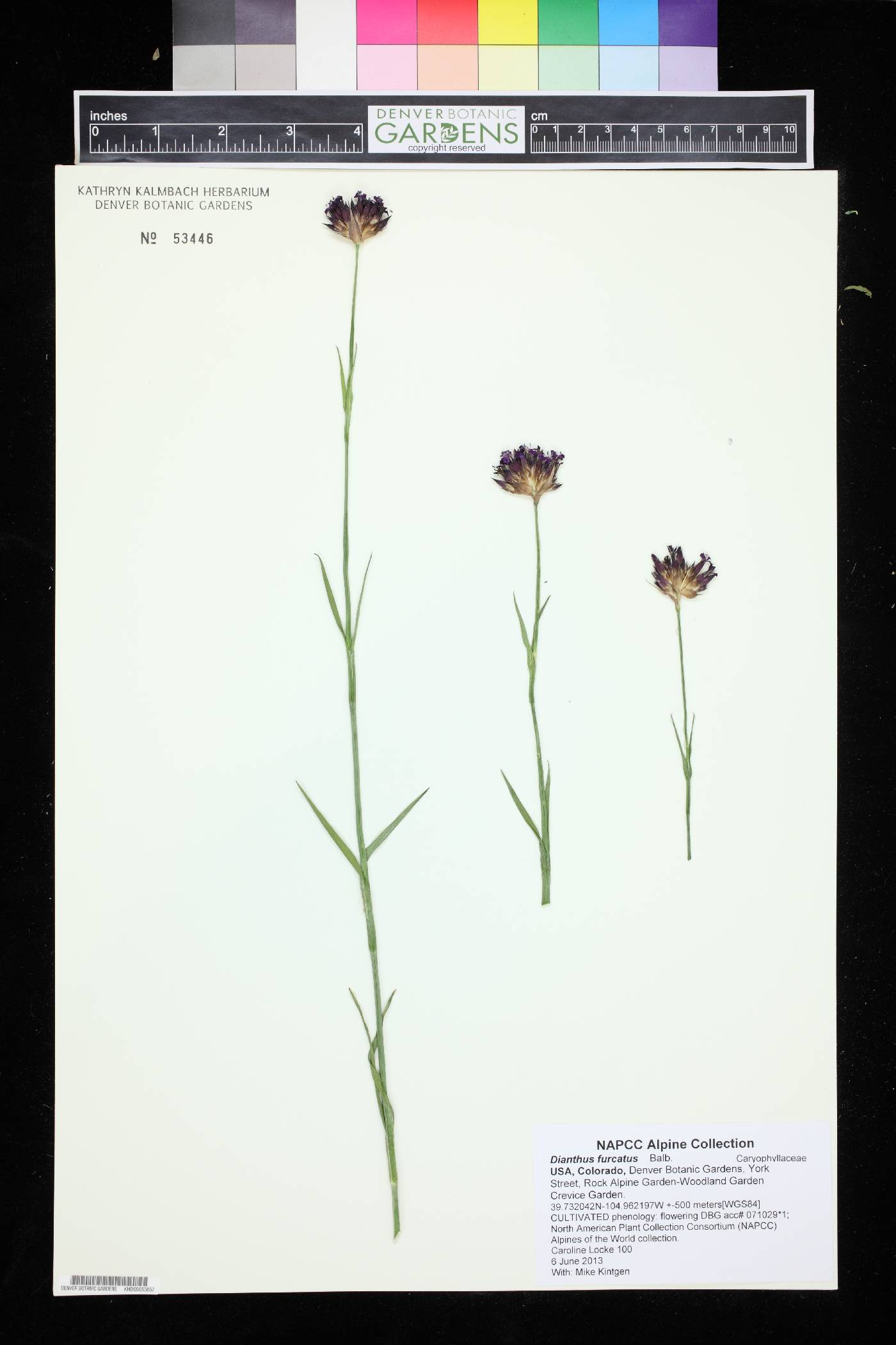 Dianthus furcatus image
