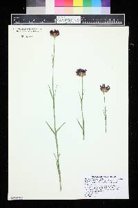 Image of Dianthus furcatus