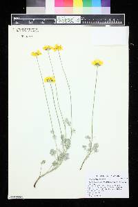 Anthemis marschalliana image