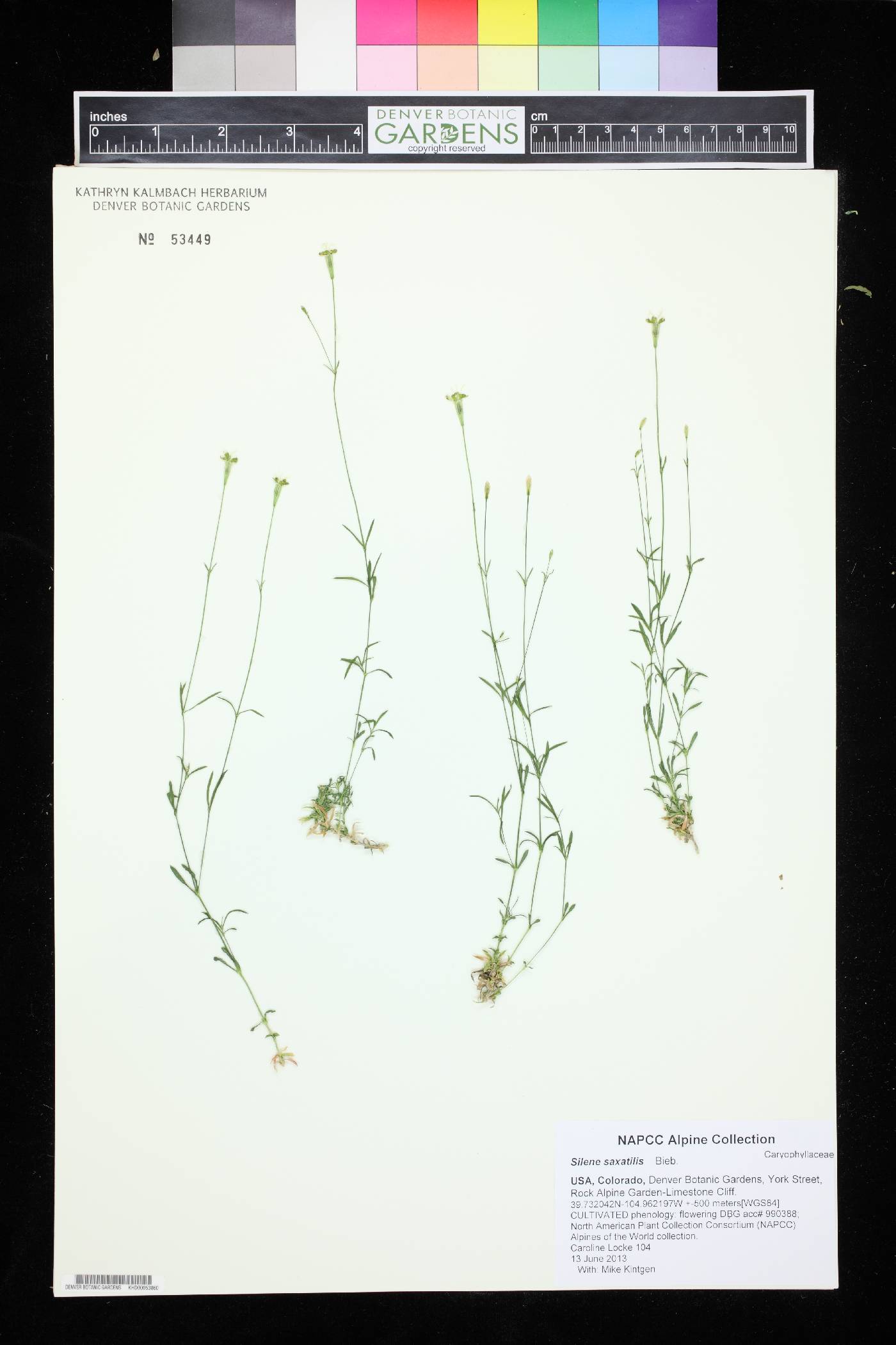 Silene saxatilis image
