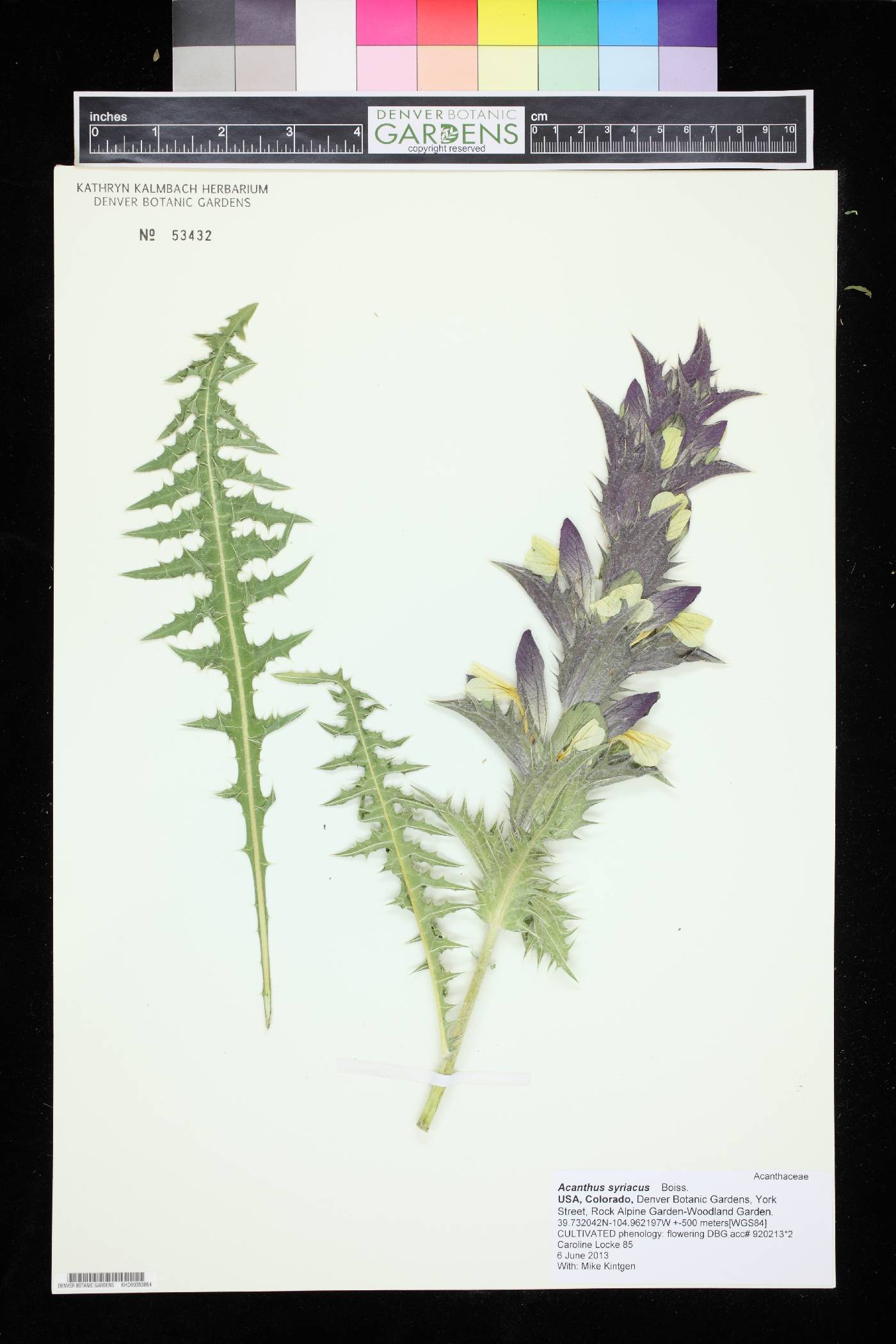 Acanthus syriacus image