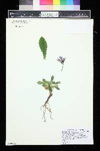 Haberlea rhodopensis image