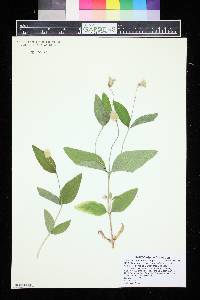 Clematis ochroleuca image