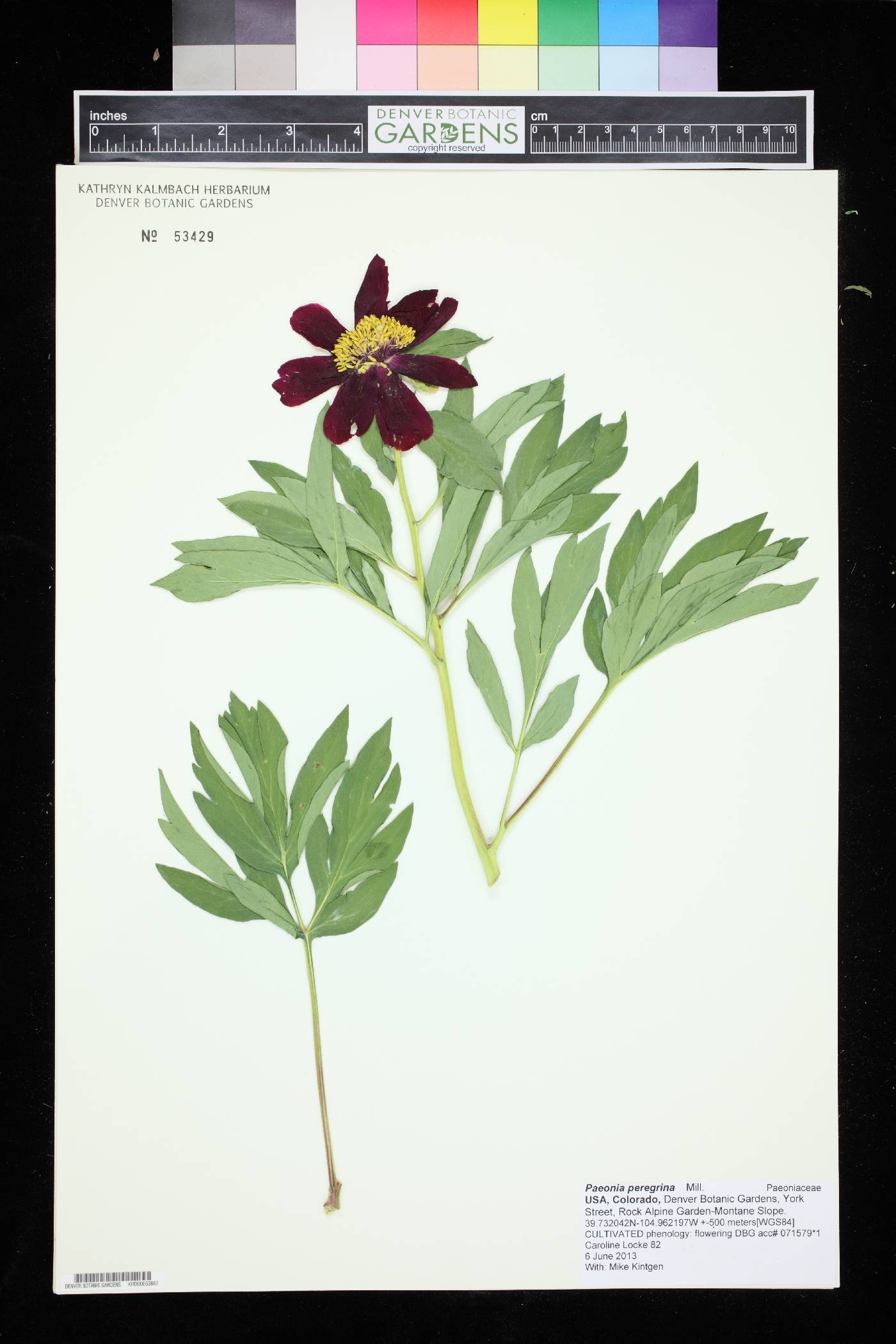 Paeonia peregrina image