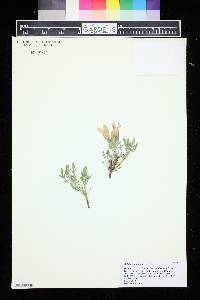 Image of Salvia caespitosa