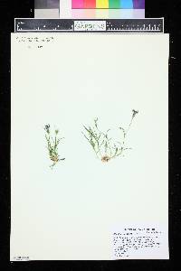 Image of Dianthus pavonius