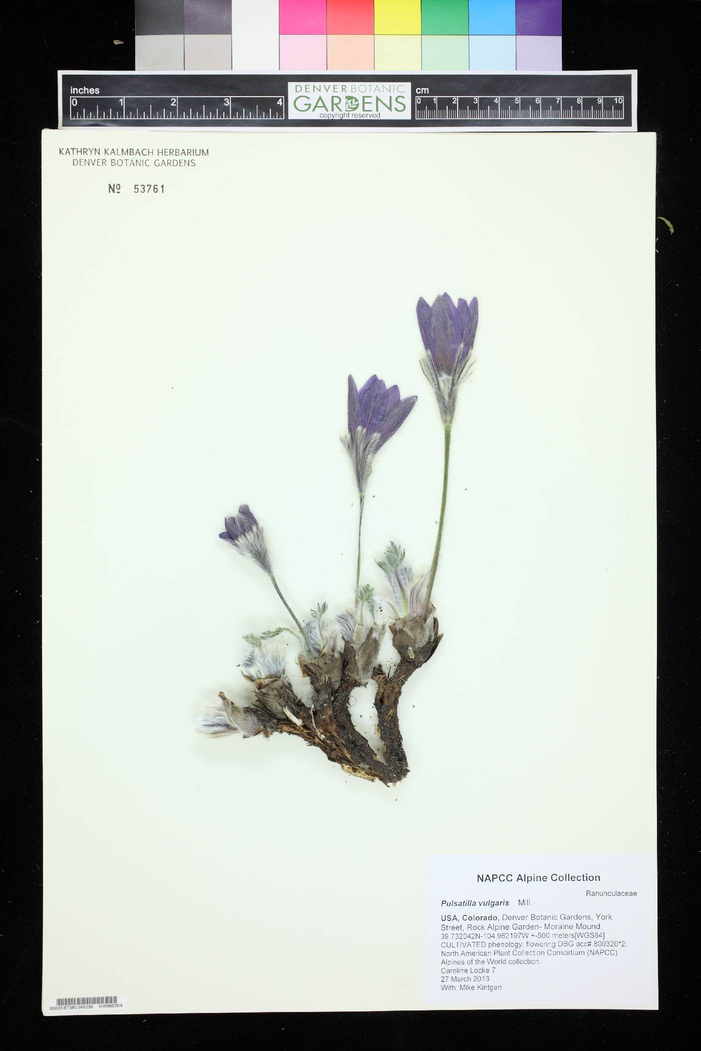 Pulsatilla vulgaris image