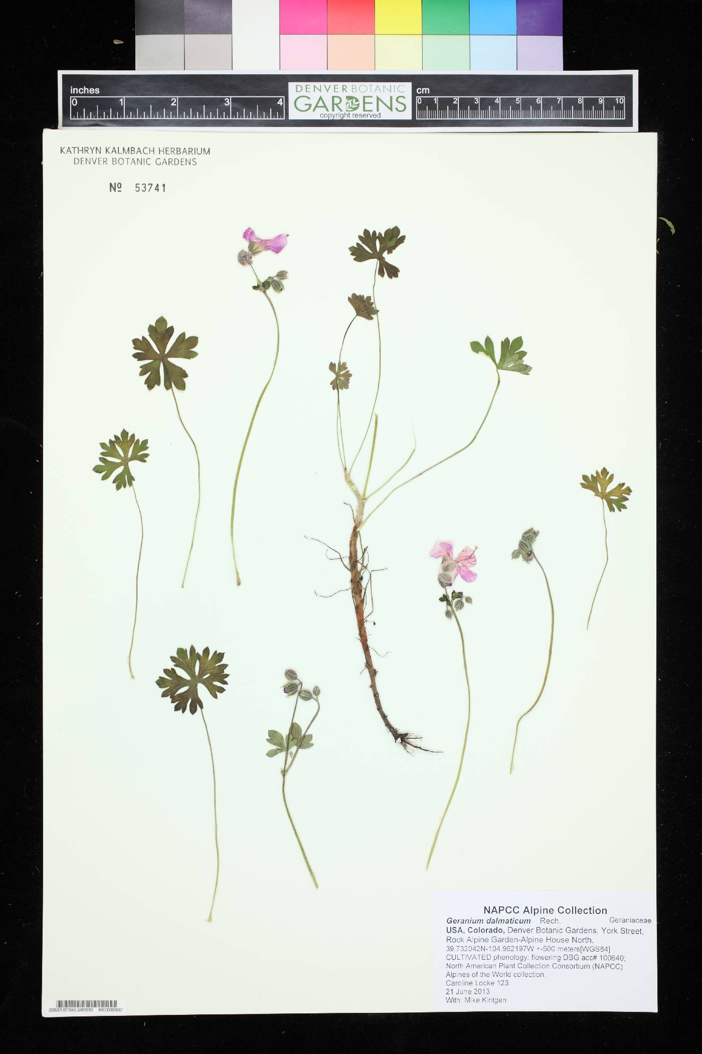 Geranium dalmaticum image