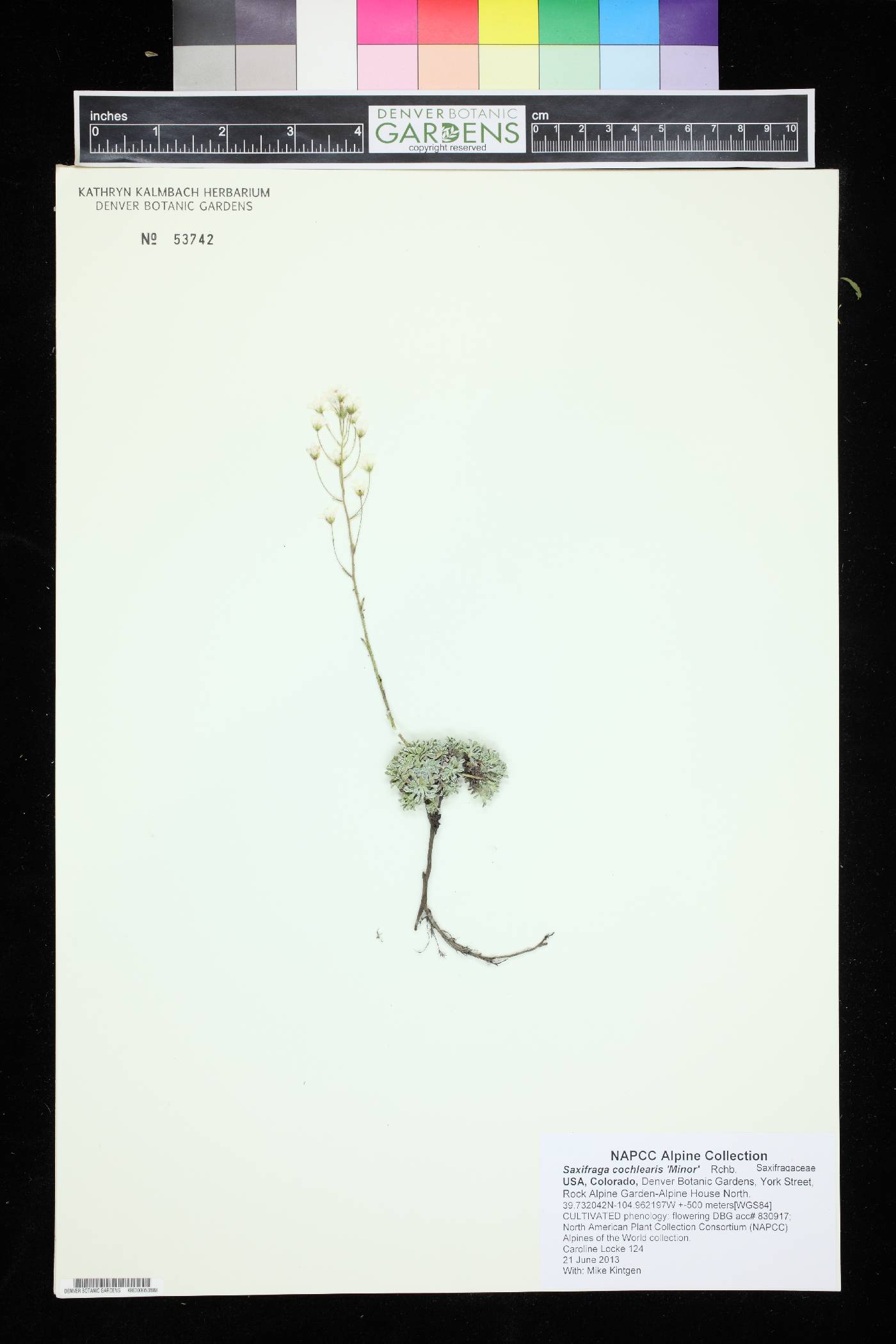 Saxifraga cochlearis image