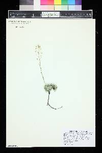 Media resource of Saxifraga cochlearis