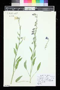 Campanula sarmatica image