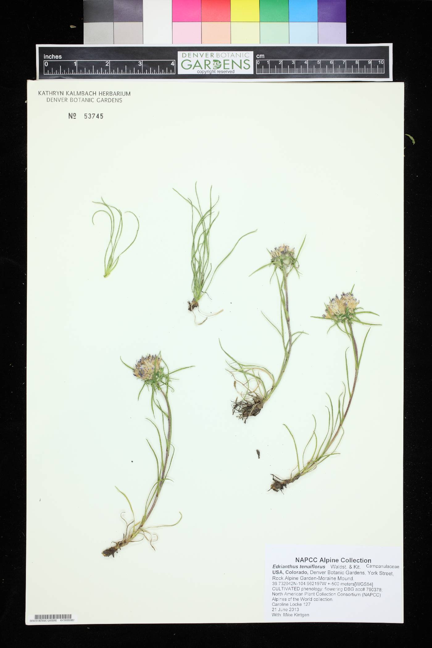 Edraianthus tenuifolius image