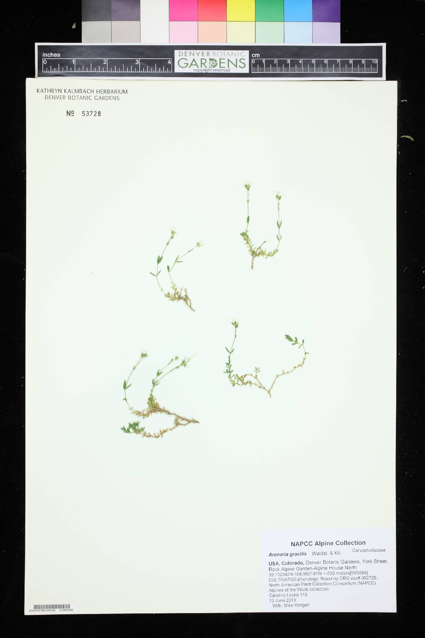 Arenaria gracilis image
