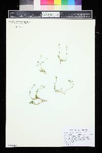 Image of Arenaria gracilis