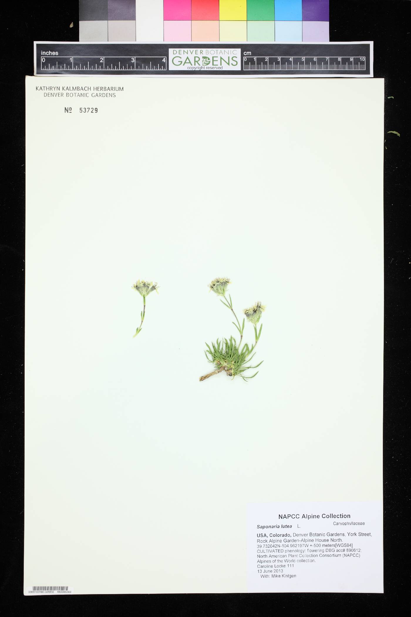 Saponaria lutea image