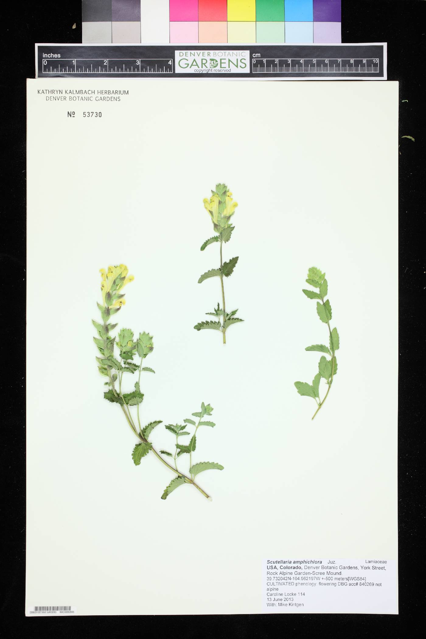 Scutellaria amphichlora image