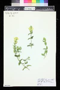 Image of Scutellaria amphichlora