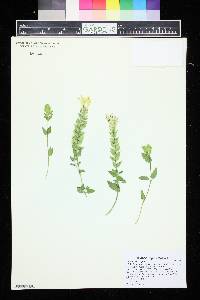 Scutellaria supina image