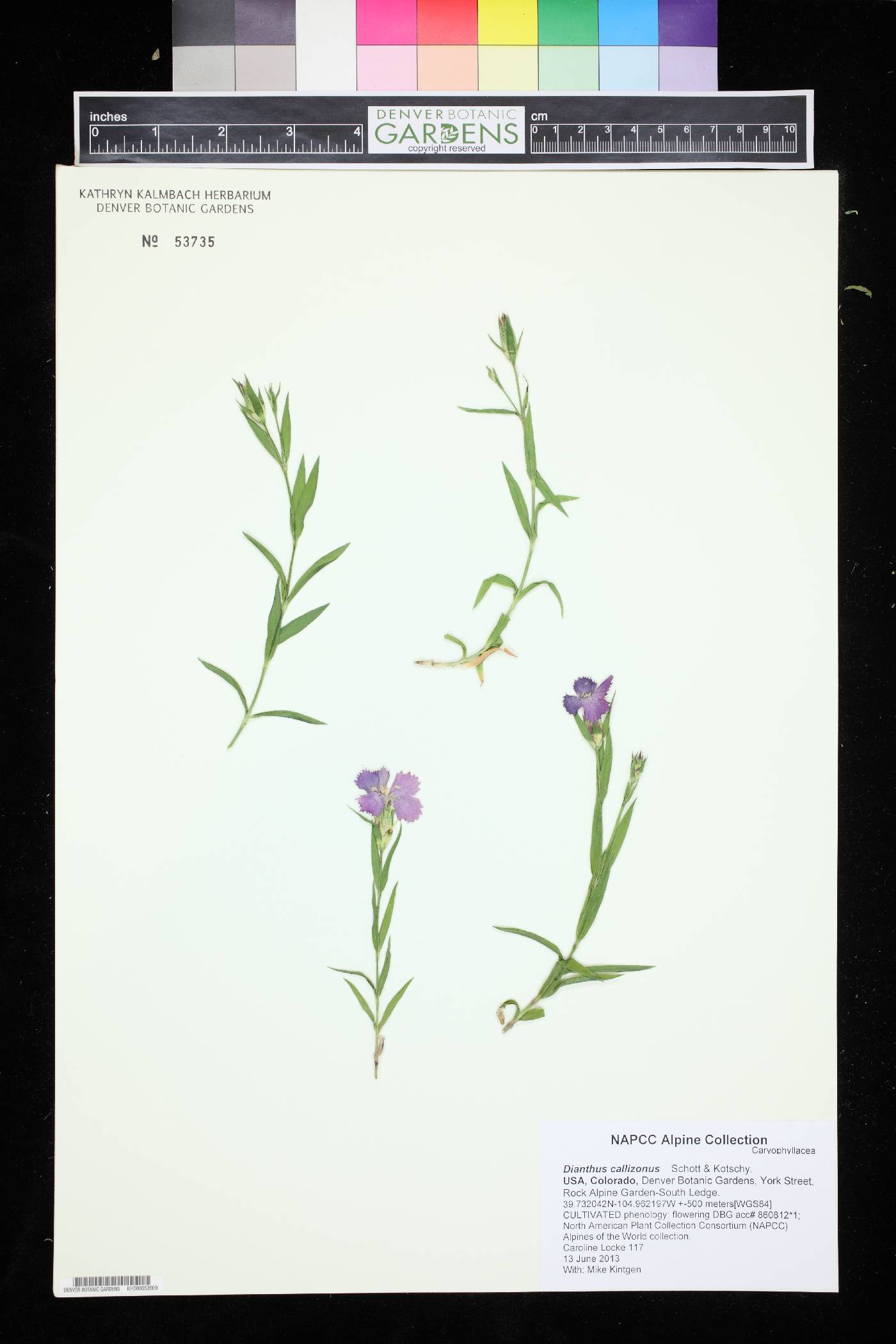 Dianthus callizonus image