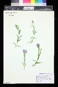 Dianthus callizonus image