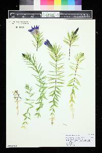 Gentiana paradoxa image