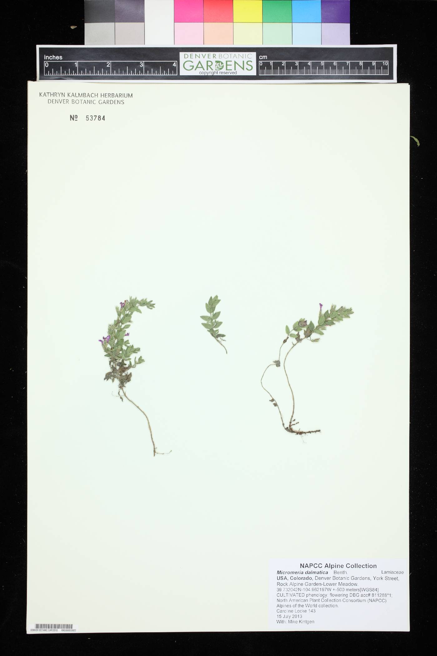 Clinopodium dalmaticum image