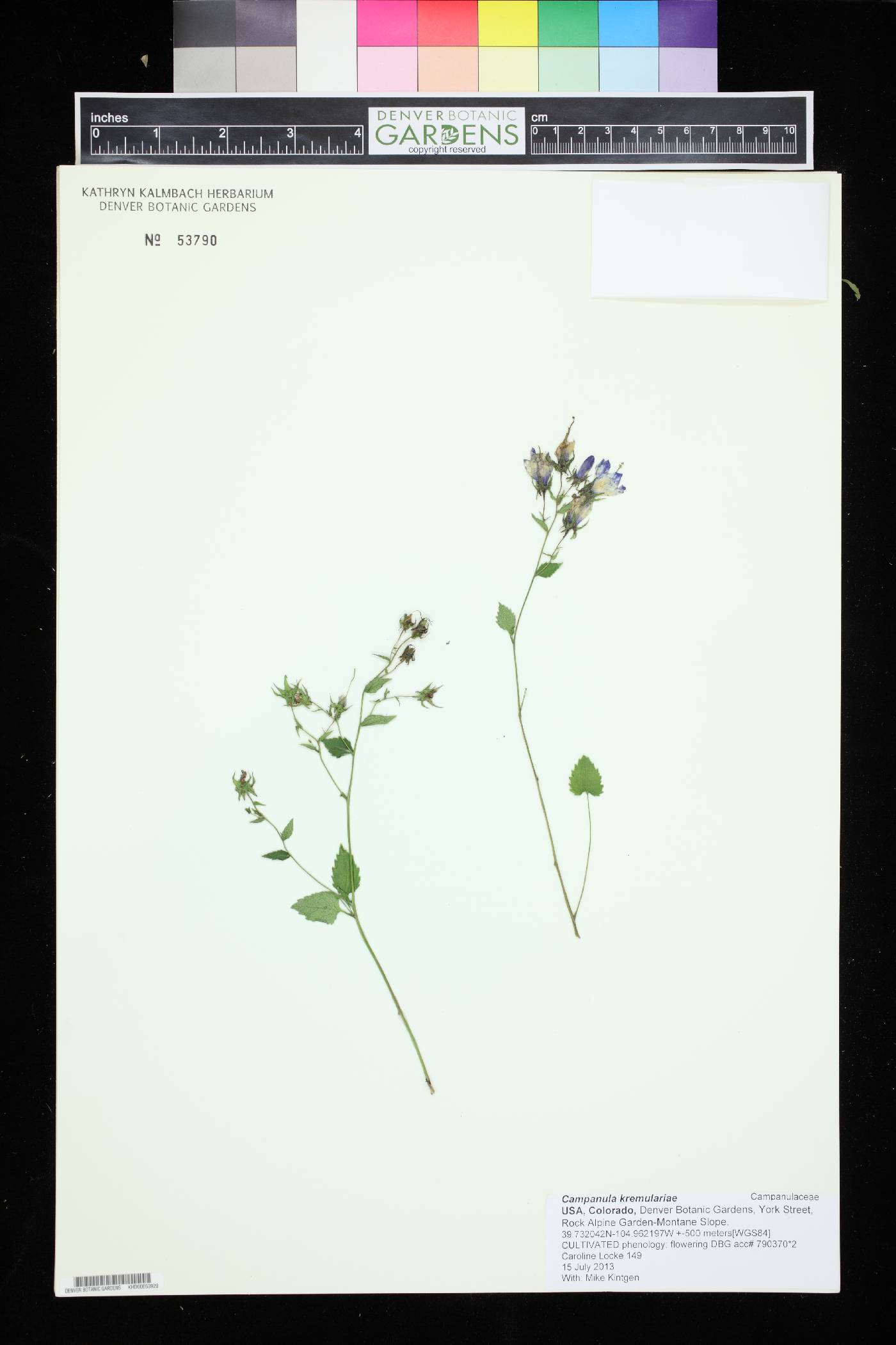 Campanula raddeana image