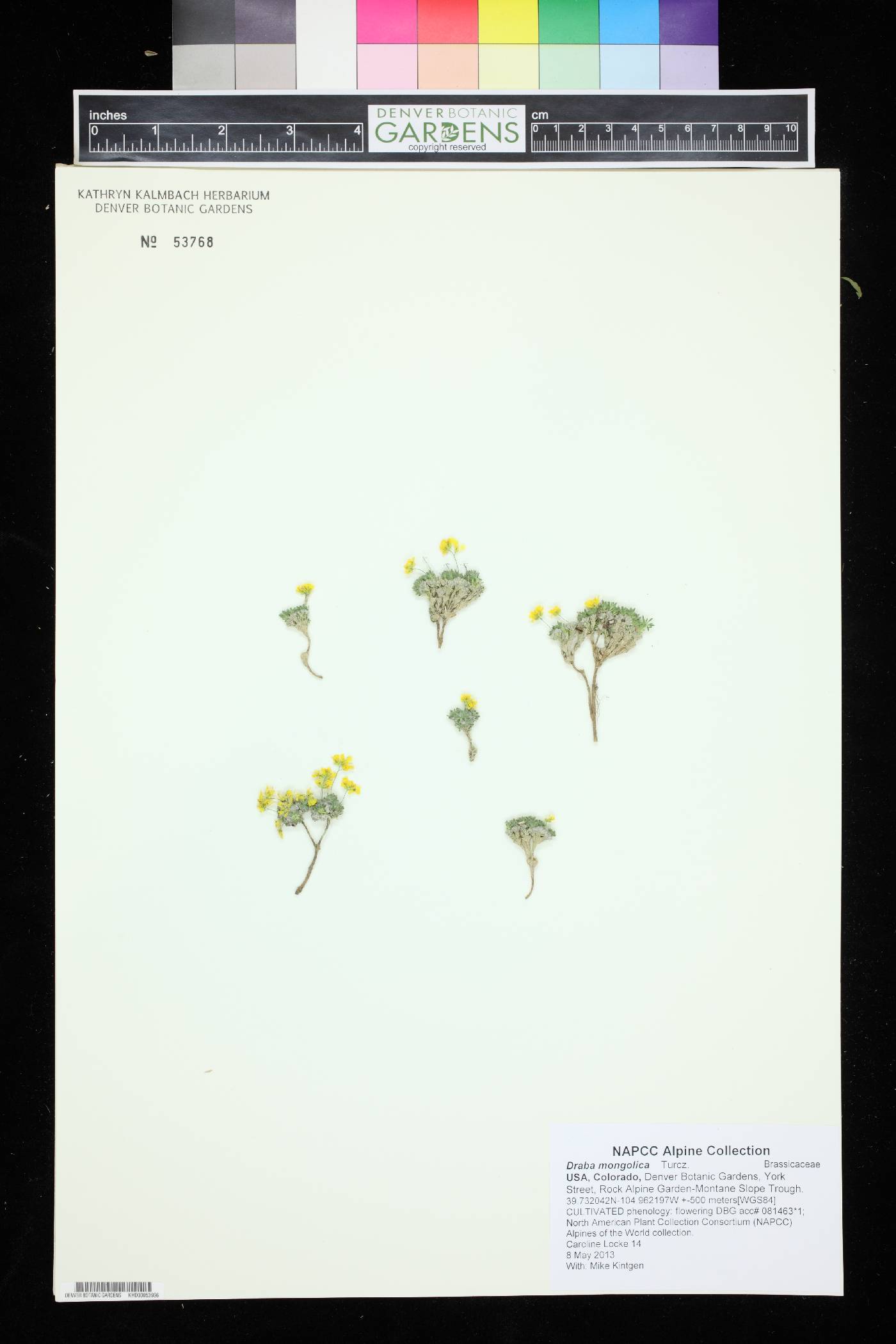 Draba mongolica image