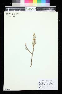 Salix helvetica image