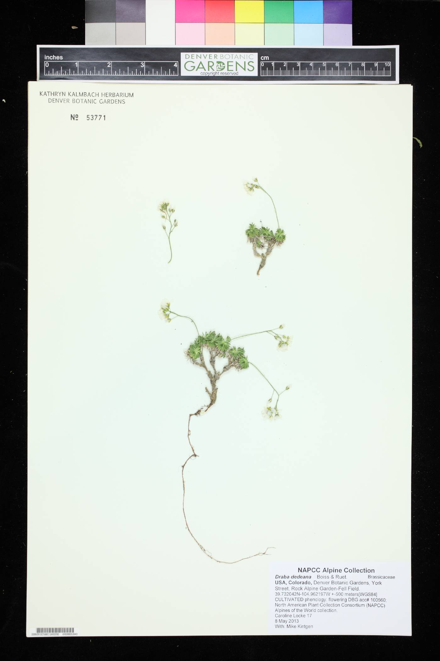 Draba dedeana image