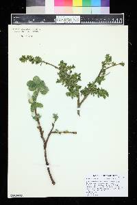 Salix nakamurana image