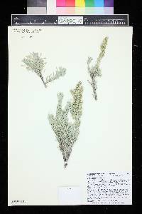 Artemisia tridentata image