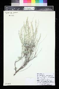 Artemisia bigelovii image