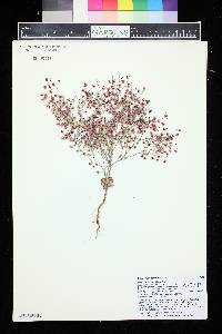 Eriogonum cernuum image