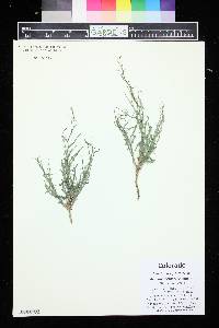 Stephanomeria runcinata image