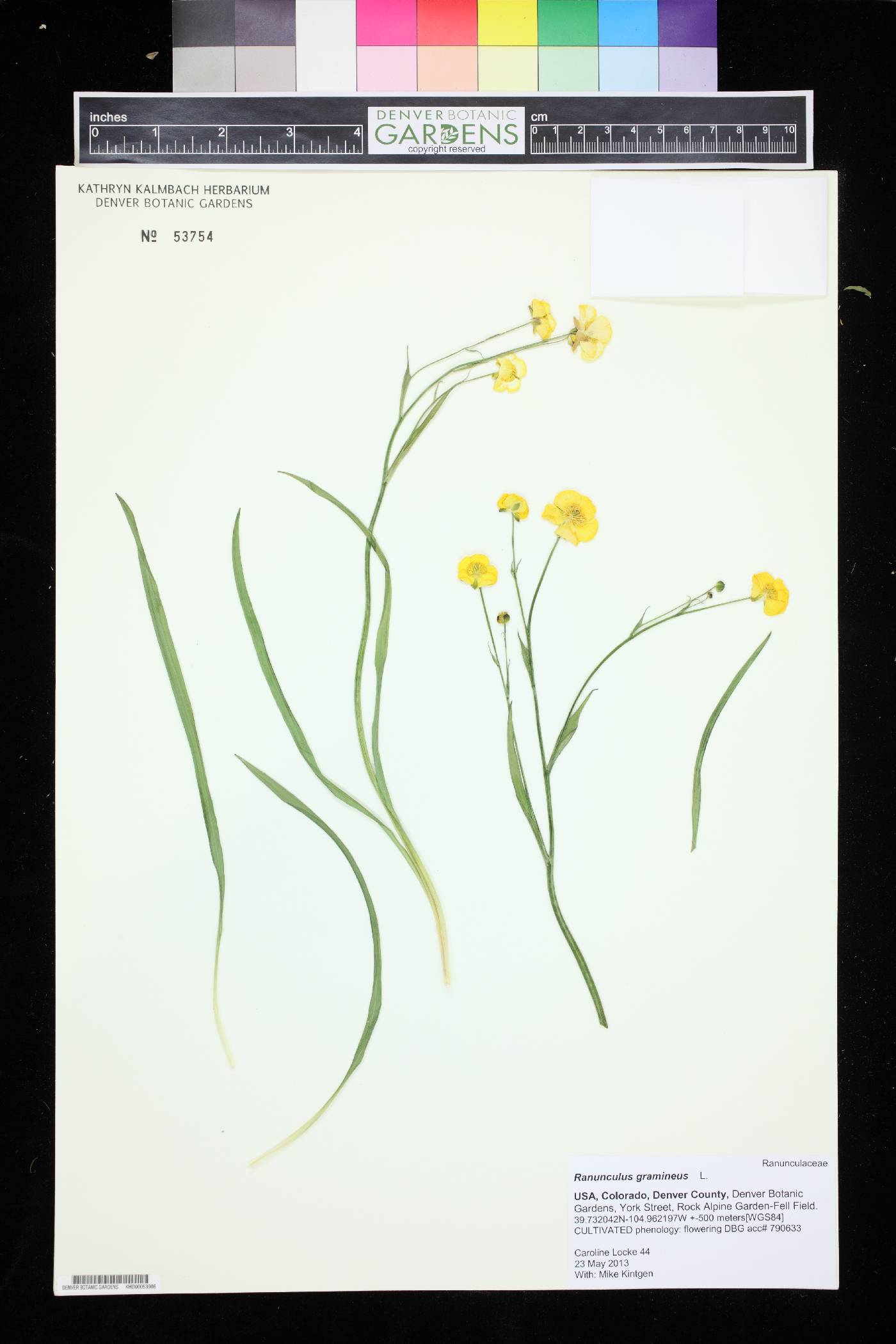 Ranunculus gramineus image