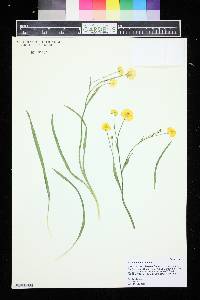 Ranunculus gramineus image