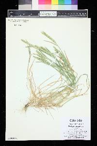 Hordeum pusillum image