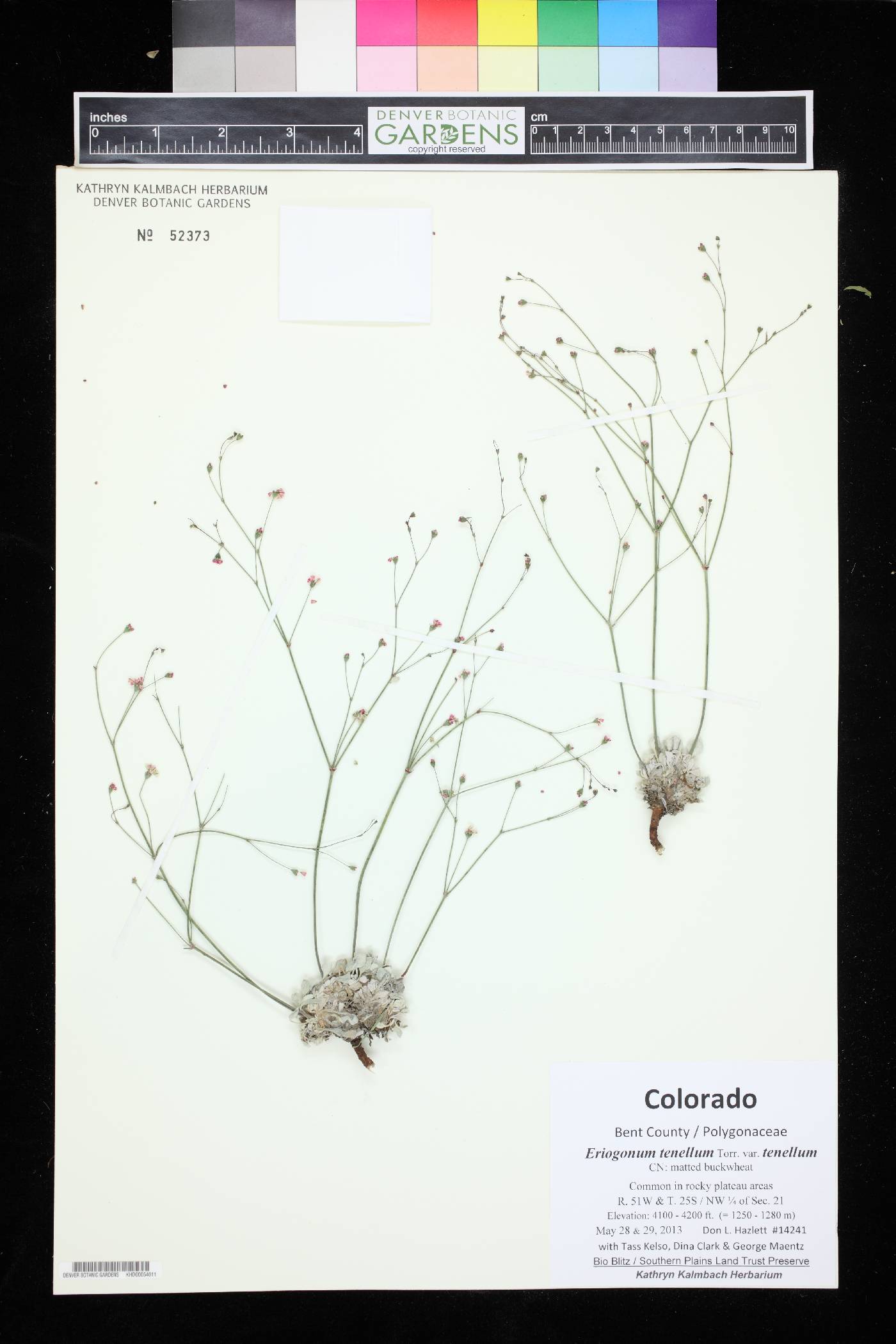 Eriogonum tenellum image