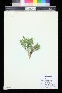 Hybanthus verticillatus image