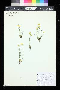 Draba aurea image