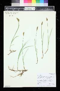 Carex siccata image