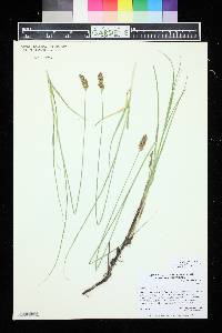 Carex praegracilis image