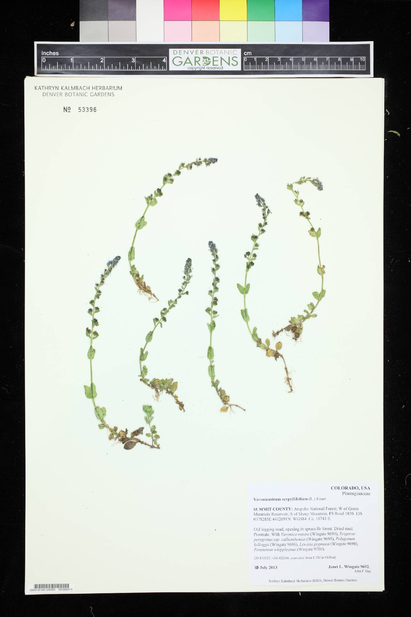 Veronicastrum serpyllifolium image