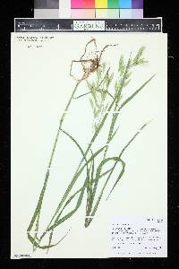 Bromus ciliatus var. ciliatus image